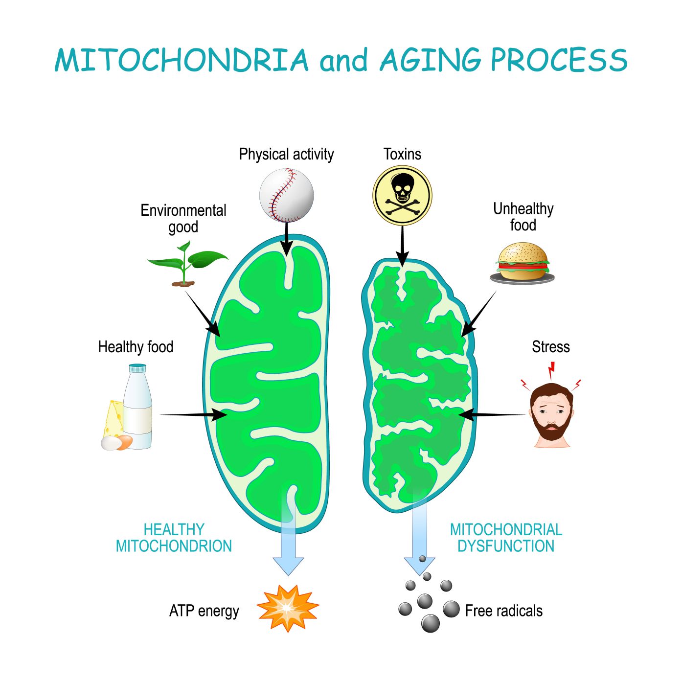 mitochondria and aging process